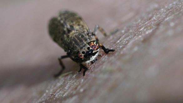 Hyttyset ja muut hyönteiset